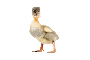 TAUCHT EIN IN DAS LEBEN AUF DEM BAUERNHOF