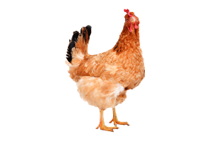 Huhn