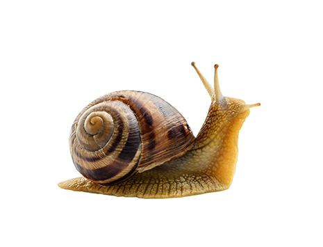 Schnecken